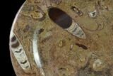 Fossil Orthoceras & Goniatite Oval Plate - Stoneware #140226-2